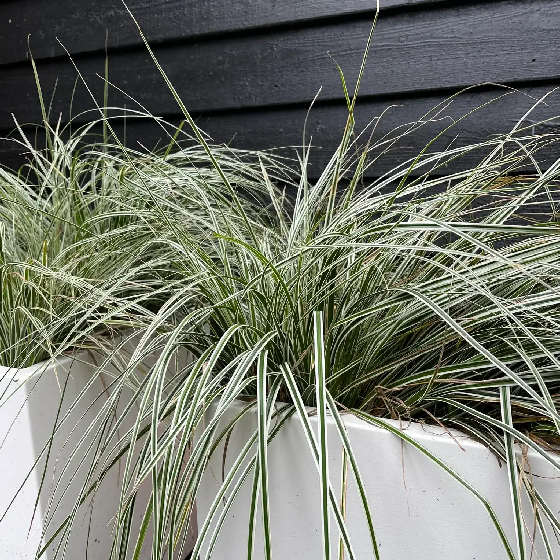 Plantenbakken Plantenbakken